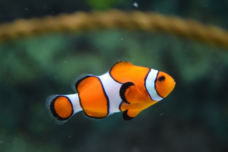 animal-clown-fish-fish-128756.jpg