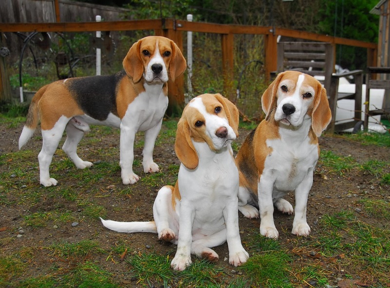 4-Три любопытных собаки породы бигль.jpg
