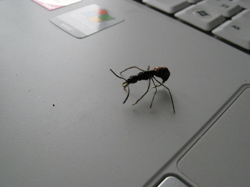 муравей.jpg